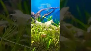 White colour shrimp breeding #colorful shrimp farming #shrimp # tank