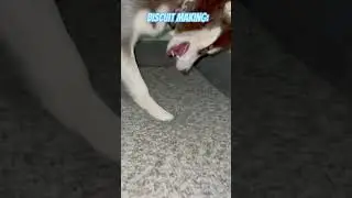 How my dog makes biscuits