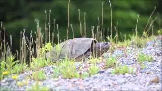 Snapper Digging Test Holes