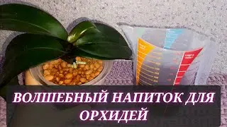 Волшебный напиток для орхидей