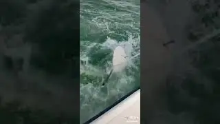 Best Fishing Video 2021  Amazing Fishing  Unique Fishing Method Real Fish King  #short 12