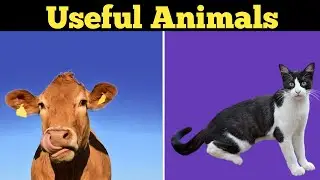 Animals | Useful Animals | animals helps us | animal provide us | useful animals name for kids