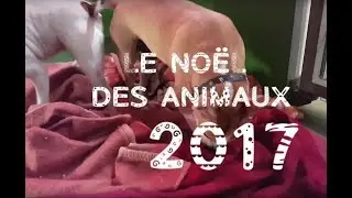 Le Noël des animaux à la SPA de Strasbourg