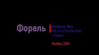 Ловля форели (AREA trout) Казань