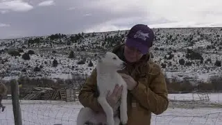 Prairie Song Rescue saves dozens of dogs with help of community