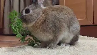 Juno Interrupts a Cute Video