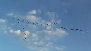 Sunrise goose flights