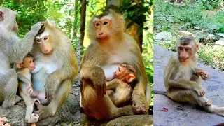 Adorable Rina baby feels very comfortable when Rose pays attention nursing.