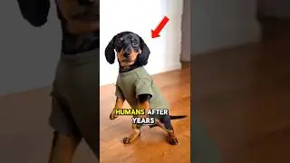 Lost Dogs Reunited After Years  Proof Loyalty Ain&rsquo;t Never Gone 🤠🐶 #dogs #loyal #shorts