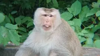 Monkey fail down on tree #monkey #forest #india #indonesia #travel #shorts #tiktok #reels #wildlife