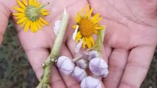Flower collection in the garden #Varad the master/  short