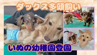 【エトワとステラ】ダックス子犬　いぬの幼稚園登園　おもちゃ遊びも　Dog kindergarten