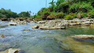 Calm River Stream and Birdsong - Soothing Ambience for Focus & Study