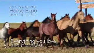2017 Rocky Mountain Horse Expo