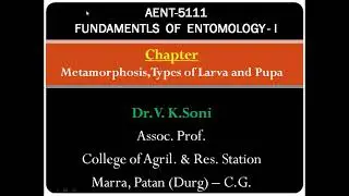 Metamorphosis, Types of Larva and Pupa