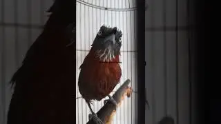 TEPUS KEPALA ABU GACOR...