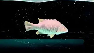 Freshwater Snapper/Spottail Bass Feeding