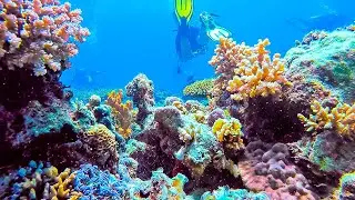 Natural Underwater Cave SCUBA Dive Dalaguete Cebu Philippines [ GoPro HERO 4 HD ]