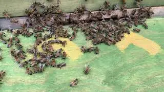 CBPV Bienen am Flugloch