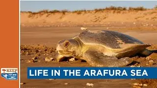 Life in the Arafura Sea