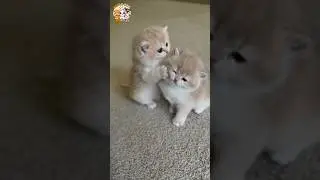 😼 Cute Kitten Playtime! 🐾 | Funny Cat Moments | ​@wwianimals.official