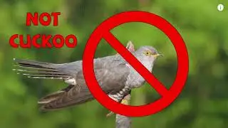 Chiff Chaff Jump Up