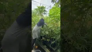 Woww ‼️panen terong ungu di kebun sendiri #dailyvlog #terongungu #kebunsendiri
