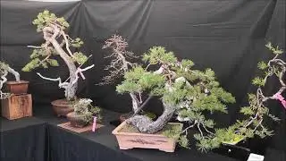 III UBE BONSAI 2022