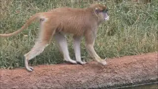 The Patas Monkey (Erythrocebus patas), Rayappa Kasi