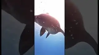 Dolphin assisted births rising - BABIES ARE MORE ADVANCED IF DOLPHINS ASSIST IN THE BIRTH PROCESS