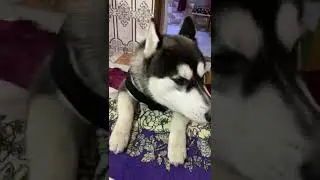 Woooooo 😂😂😂😂 Himesh fan || #jimmytv #jimmyhusky #talkativedog