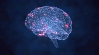 brain