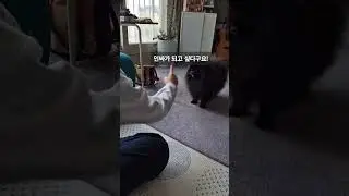 Let's learn magic - 마술 알려달라고 징징대는 강아지 #pomeranian #cute