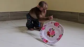 Hilarious Jack Lively An Ice Expert Eating And Throw Plate Away