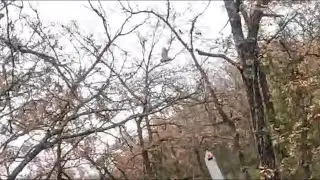 becadas de navidad