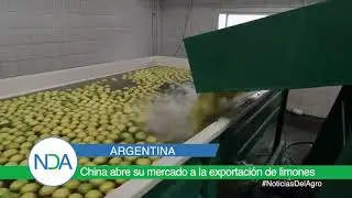 China abre su mercado a la exportaci&oacute;n de limones