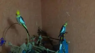 Попугаи
