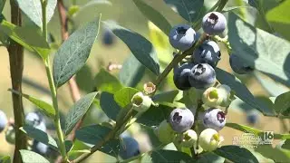 Blueberry Picking at the Whistle Pig Pumpkin Patch
