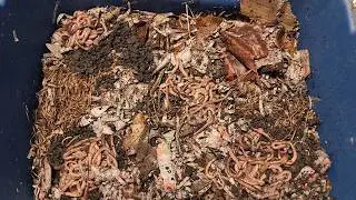 Starting My New Canadian Nightcrawler Bin Part 1 #wormfarm