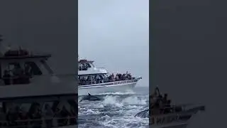 High-speed dolphin 🐬🐬 in deep sea speed up 😍 #short video