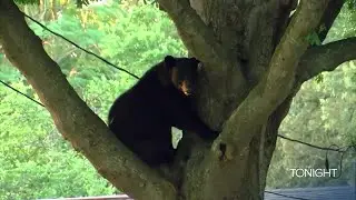 FWC to host a series of public meetings on a proposed bear hunt in Florida