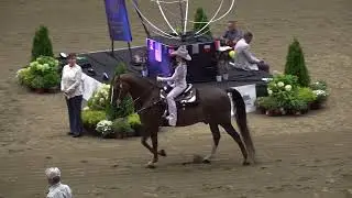 2023 Mass Morgan Horse Show- Heidi’s WJ Western Seat Pleasure 11 & Under Championship
