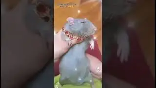 Rat dancing [MEME]