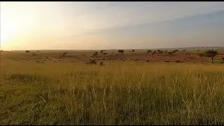 A Quiet Presence on the Savanna | Observational Wildlife Study