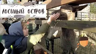 Лосиный Остров. Дикие животные в Москве. Знакомимся с лосями, пятнистыми оленями, маралами, кабанами