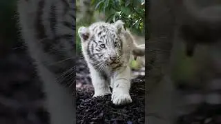 Baby Cute Animals Grow Up - Animals Transformation - TUN TUN Growing Up