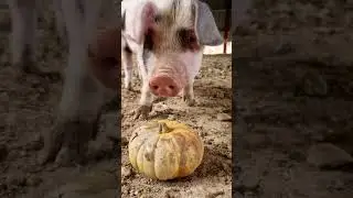 #piglife #pigpigpig #piglet #pumpkin