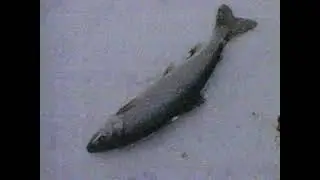 Michigan Out of Doors - Splake Fishing with Ken Sealy