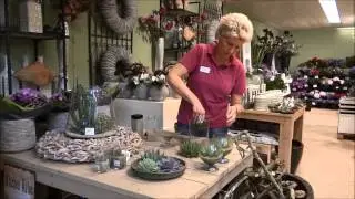 Leurs Tip van de week: Vetplantjes