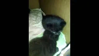 Katzen Content - es rappelt im Karton